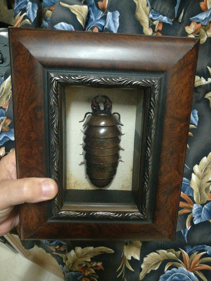 Framed Rainforest Isopod