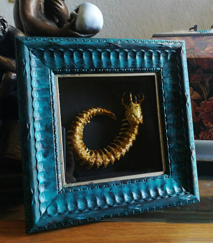 Framed Sandworm Skeleton